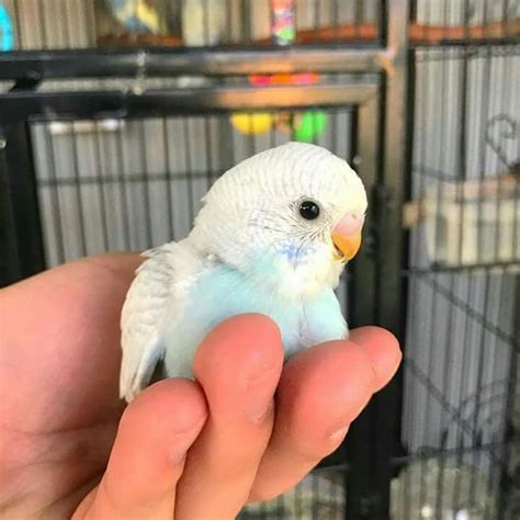 Sweet Little Baby Budgie Budgies Parrots Babybirds Budgies