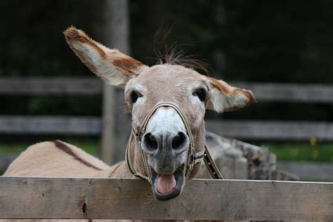 Top 60 Donkey Face Stock Photos Pictures And Images Istock