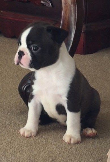 Someone is listing boston terrier puppies for sale on www.nzbuysell.com. Boston Terrier Puppies For Sale | Austin, TX #270819