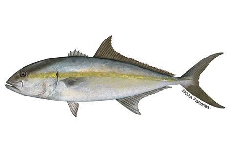 Yellowtail Jack Fish