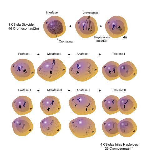 Blog De Biologia Reproduccion De La Celula Mitosis Y Meiosis Images