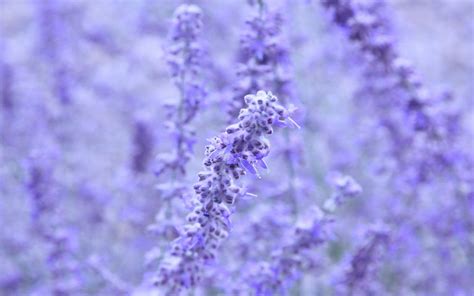 20 Best Lavender Aesthetic Wallpaper Desktop You Can Get It Without A