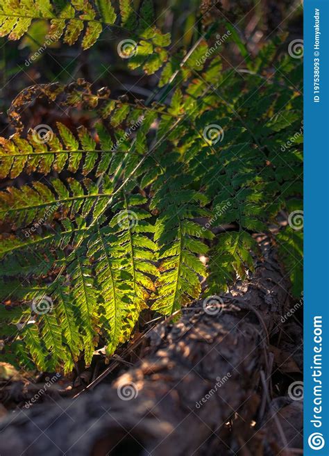 Autumn Green Fern Leaf In The Sun Stock Image Image Of Branch Bark