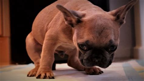 Hilarious French Bulldog Pup Pooping Montage Youtube