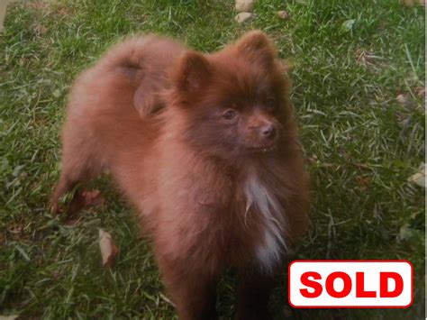 Pomeranian Puppies For Sale Rainbow Creek Kennels Dog Breeder 7150634