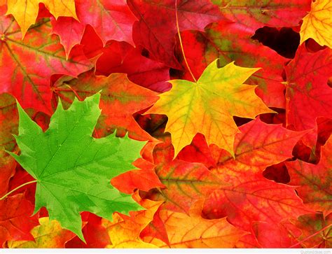 Autumn Leaves Background Hd