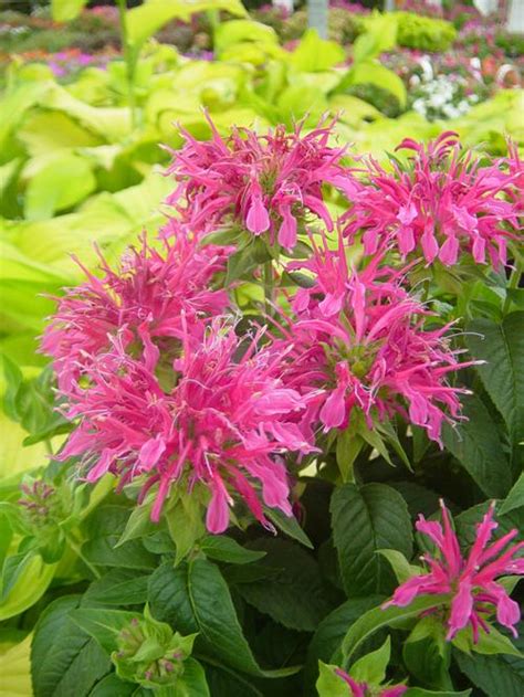 Bee Balm Monarda Coral Reef From Growing Colors