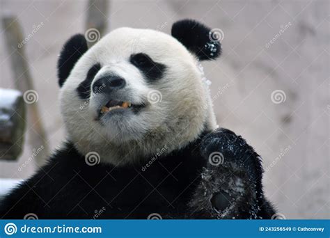 Giant Panda Bear Profile Head Close Up Stock Image Image Of Hungry