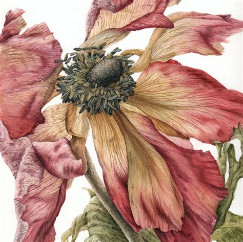 Botanical Artistry Plants Projects And Processes Botanical Art Portfolios Trickey Julia