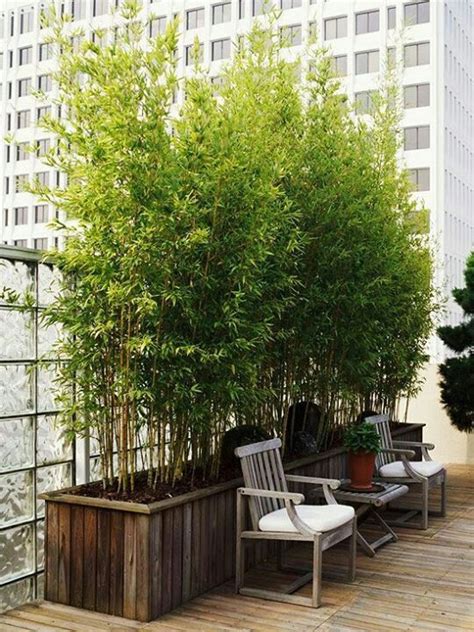 Container Screen Urban Garden Growing Bamboo Backyard