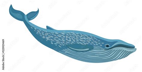 Vector Blue Whale Isolated On White Background Stock Vector Adobe Stock