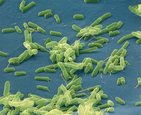 Reino Monera Bacterias Cianobactérias Escuelapedia Recursos