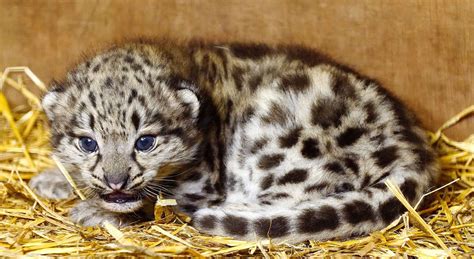 Ashfords Big Cat Sanctuary Welcomes Snow Leopard Cub