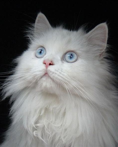Pin By Albedoalfredo On Calbrium Cat With Blue Eyes Persian Cat