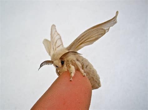An Adult Female Silkworm Moth Bombyx Mori Awwnverts
