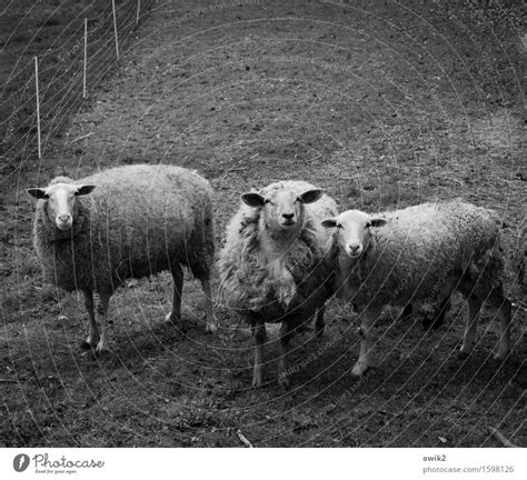 Sheep Fault Environment A Royalty Free Stock Photo From Photocase