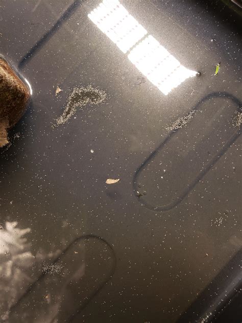 These occasional invaders are probably psocids. Tiny white bugs in runoff. Are these good/bad? : microgrowery