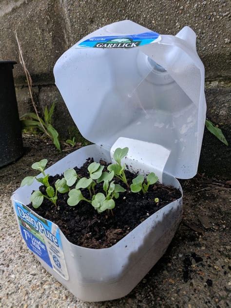 Milk Jug Seed Pots Learn About Sowing Seeds In Milk Jugs In Winter