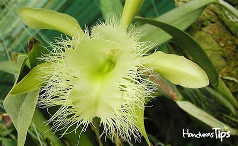 10 Datos Curiosos De La Orquídea Flor Nacional De Honduras