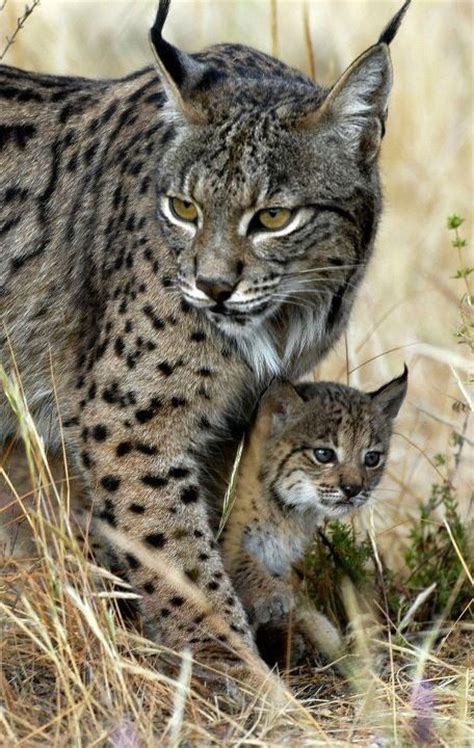 the 25-pound Iberian lynx, icon of Spain and Portugal, is ...