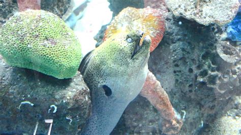 Underwater world langkawi is one of the largest marine and fresh water aquaria in south east asia. Unplanned Journey | Langkawi Underwater World | Shark ...