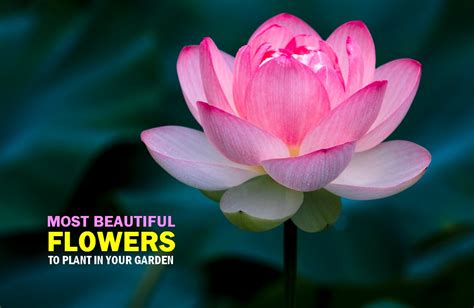 Top 20 Most Beautiful Flowers In The World Wonderslist
