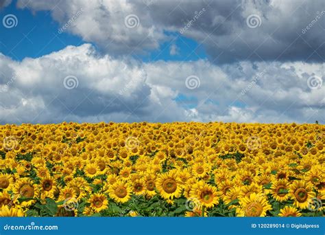 Sunflower Field With Cumulus Clouds Stock Photo Image Of Crop Farm