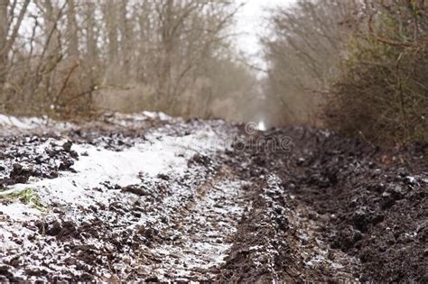 Cold Winter Forest With Dirt Road In The First Snow Stock Image Image