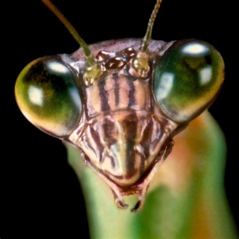 Chinese Praying Mantis Macro Closeup Photograph By Leslie Crotty Fine Art America