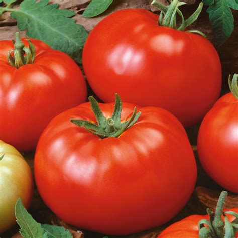 Organic Brandywine Red Tomato Albert Lea Seed