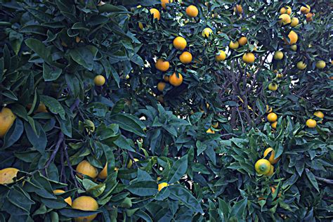 N20141125 0001—citrus × Sinensis—berkeley A Photo On Flickriver