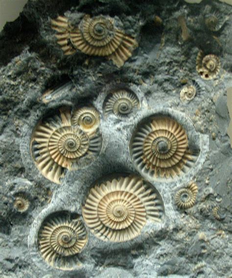 Louisville Fossils And Beyond Promicroceras Planicosta