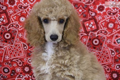 Star Poodle Miniature Puppy For Sale Near Tulsa Oklahoma E71725fc