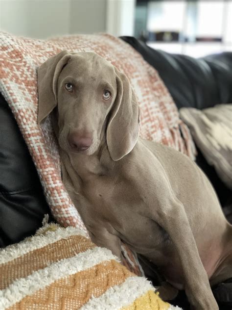 Weimaraner Puppies For Sale Summerville Sc 311668