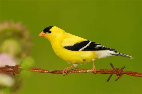 American Goldfinch Alabama Birding Trails Common Birds Backyard