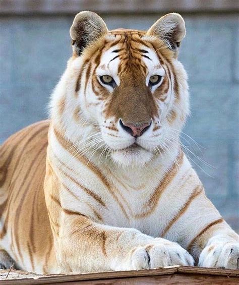 Our Planet Daily On Instagram “meet The Rare Golden Tabby Tiger This