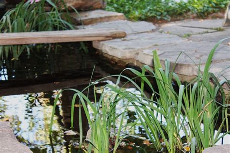 Eight Best Plants For Small Backyard Fish Ponds