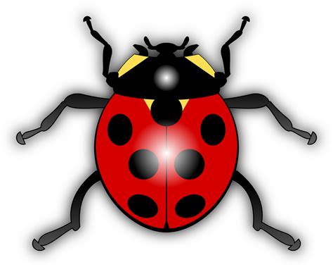 Transparent Ladybug Png Ladybird Clipart Full Size Clipart
