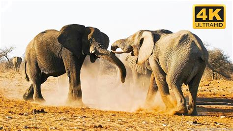Watch As Two Huge Male Elephants Fight For Dominance 😨 4k Animal