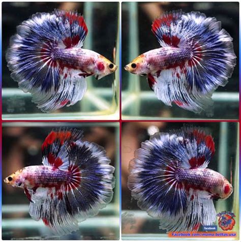 Scales are raised, like a pine cone belly looks too hollow, or on the other hand, looks abnormally swollen and big. Pin by Marianne Sans on Beautiful Betta Fish | Betta fish ...