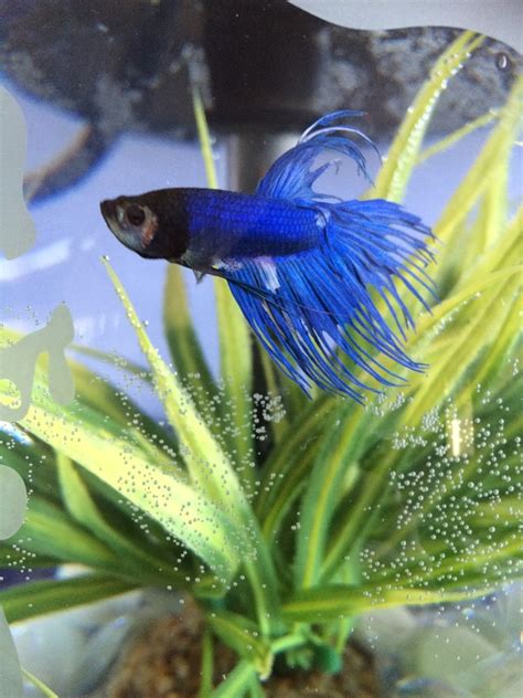 Everything you need to know about betta fish. Betta Fish Suddenly Pale And No Energy | My Aquarium Club