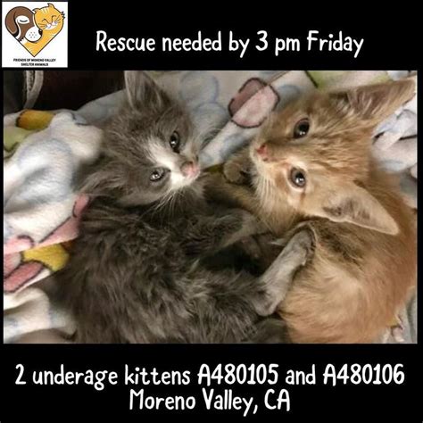 Emergency Update 2 Kittens Must Leave By 300 Pm Tomorrow Friday Nov