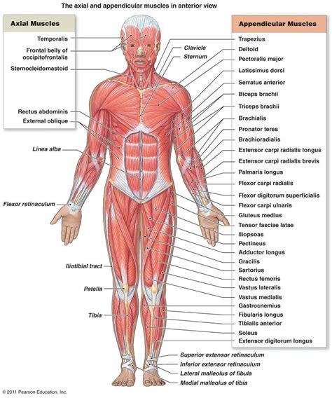 File human body features en svg wikimedia commons. muscle diagram | Human body muscles, Musculoskeletal system, Human body anatomy