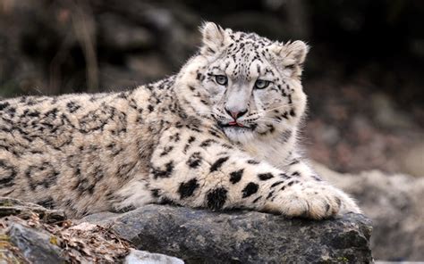 Fondos De Pantalla Grandes Felinos Leopardo De Las Nieves Animalia