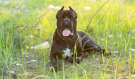 Types Of Ear Cropping For Cane Corso Wixaro