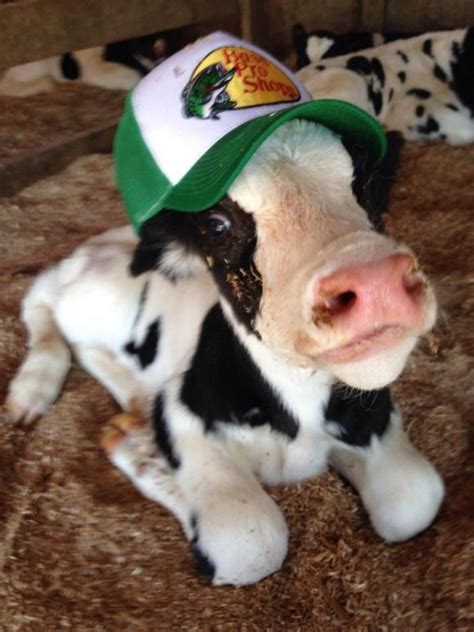 31 Best Cute Cows Images On Pinterest Baby Cows Animal Babies And