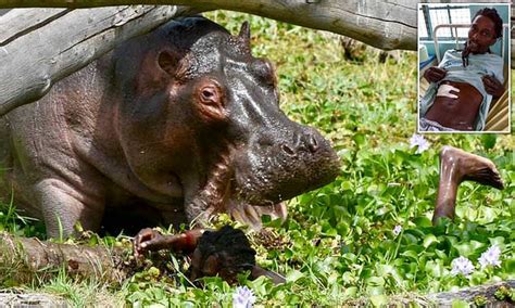 Kenyan Fisherman Is Chomped By Hippopotamus In Terrifying Ordeal