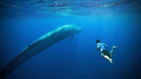 This Is Why Blue Whales Are The Largest Animal On The Planet