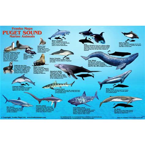 Franko Maps Puget Sound Marine Animals Id Card 23704
