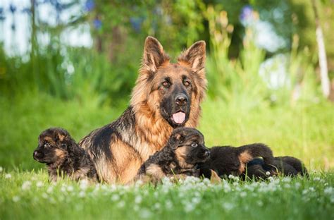 1 Year Old German Shepherd Behavior Shepherds Bone